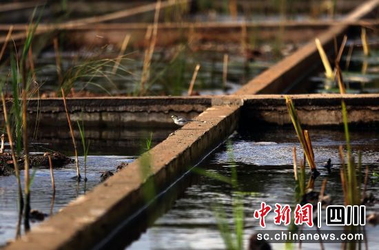 凉山州摩梭家园暨泸沽湖旅游景区管理局污水处理系统(其一)。王磊 摄 凉山州摩梭家园暨泸沽湖旅游景区管理局污水处理系统(其一)。王磊 摄